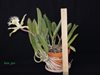 Rhyncholaelia digbyana (Мексика) 